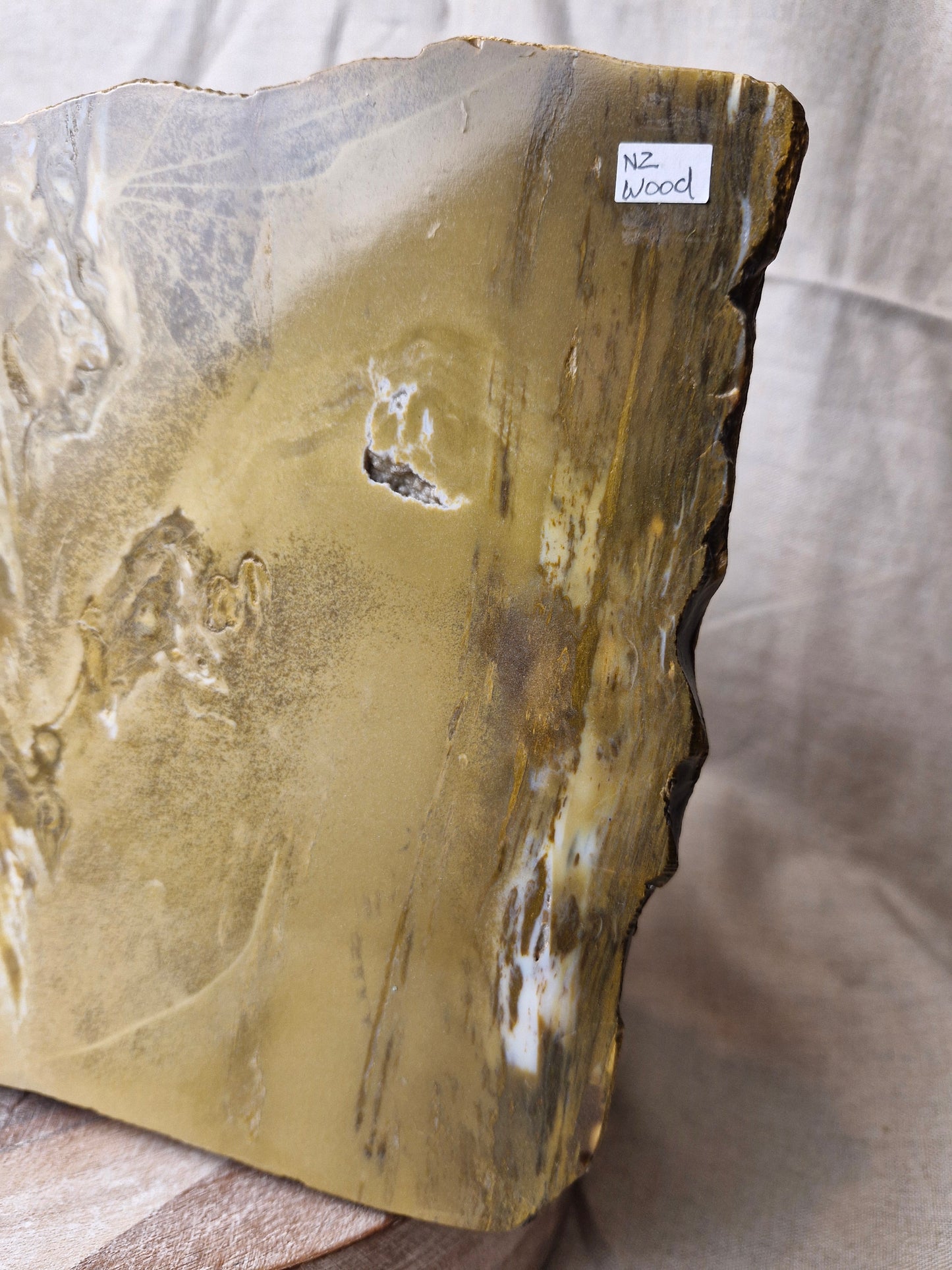NZ Petrified Wood Statement Piece
