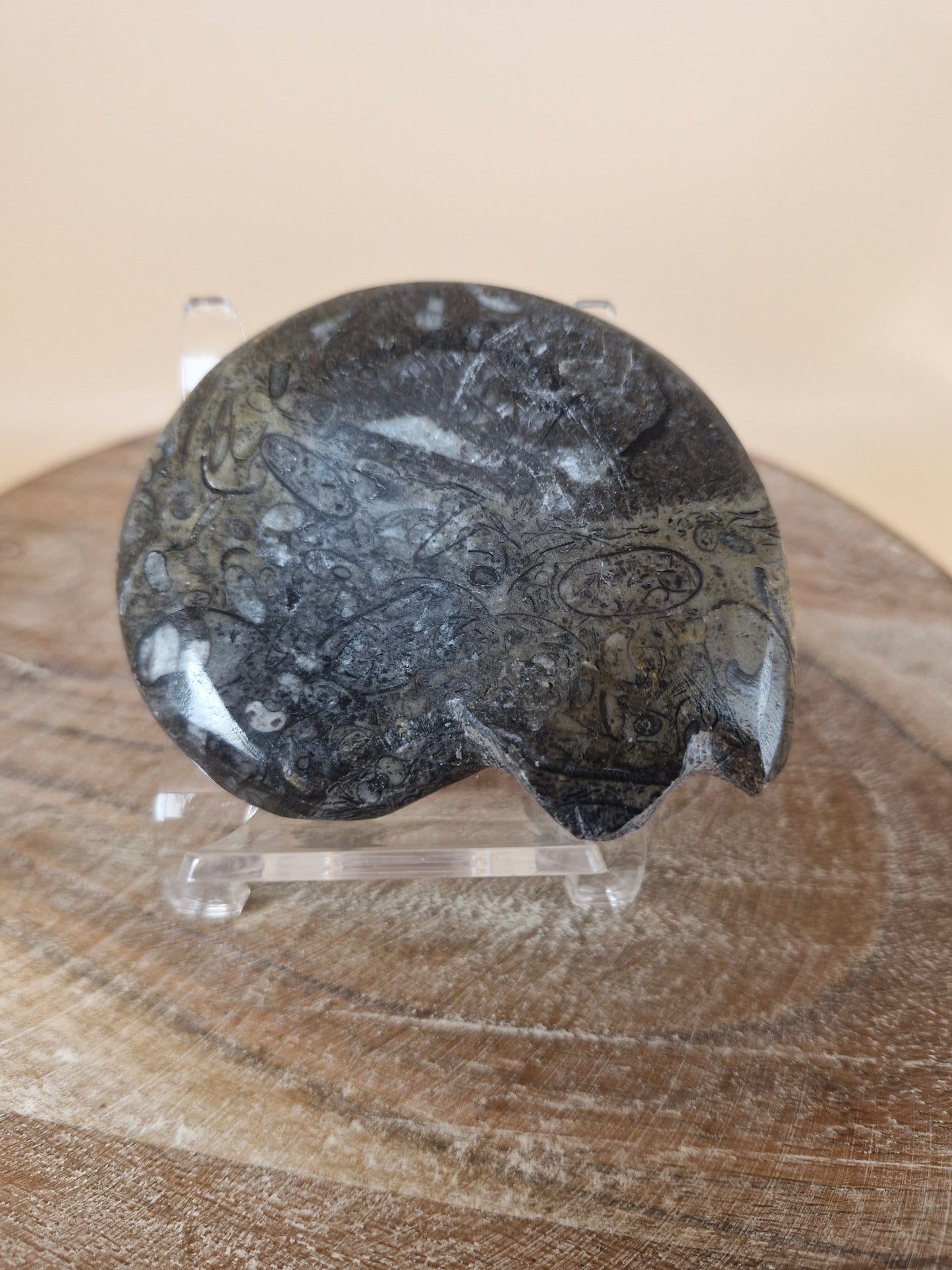 Goniatite (code 3)