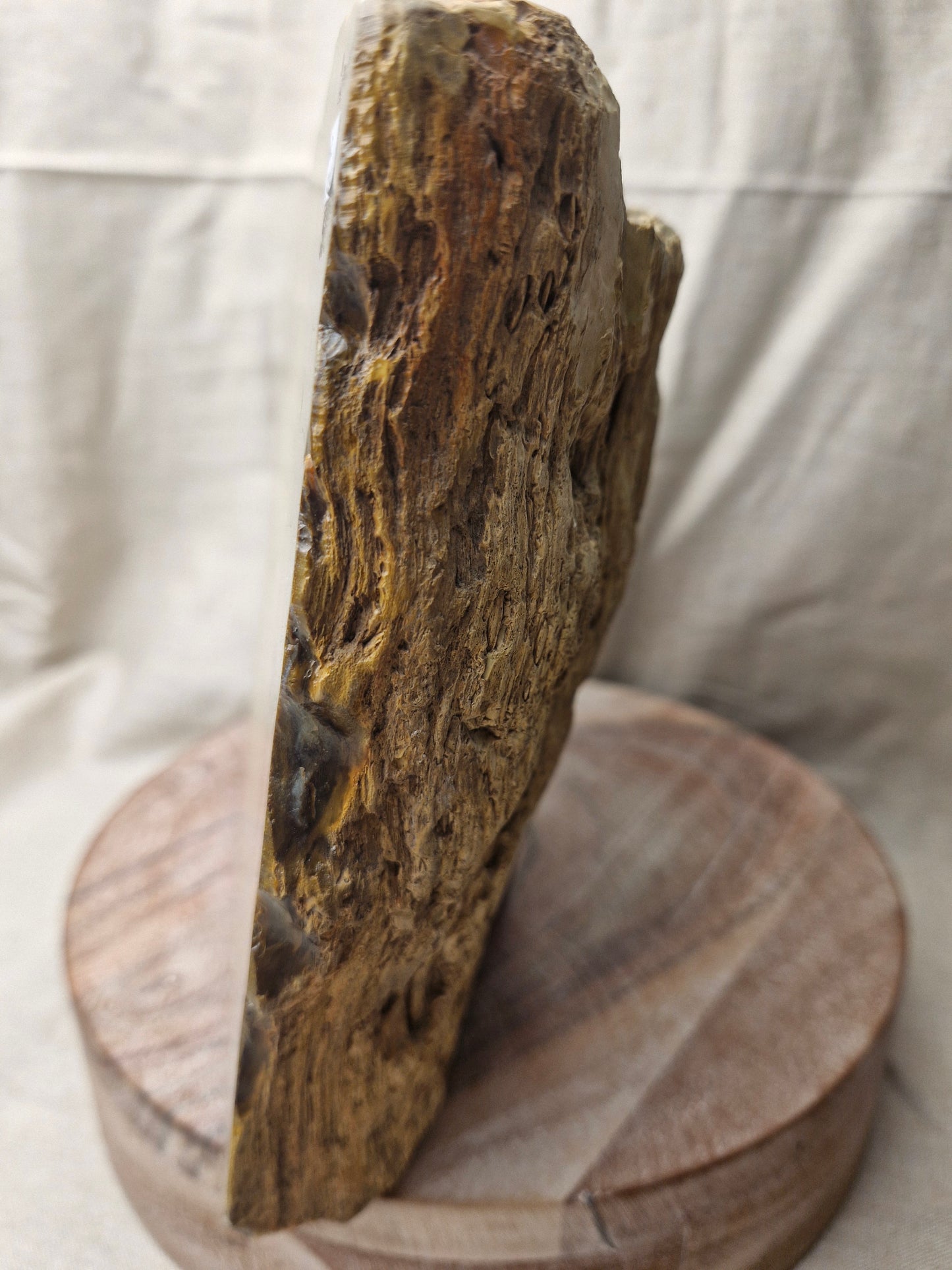 NZ Petrified Wood Statement Piece