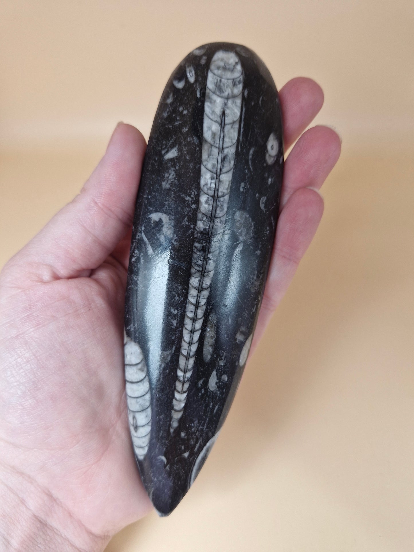 Orthocera (code 1)