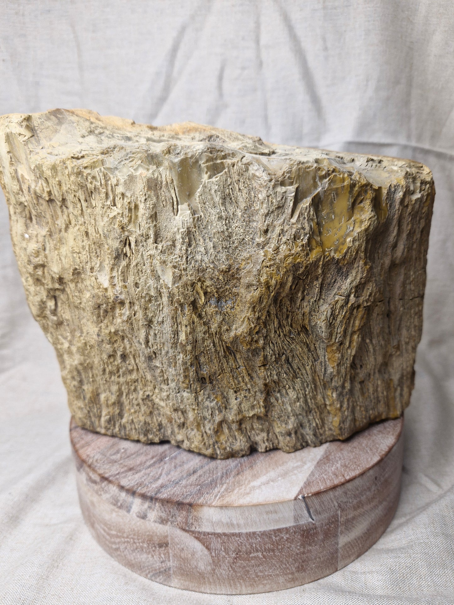 NZ Petrified Wood Statement Piece