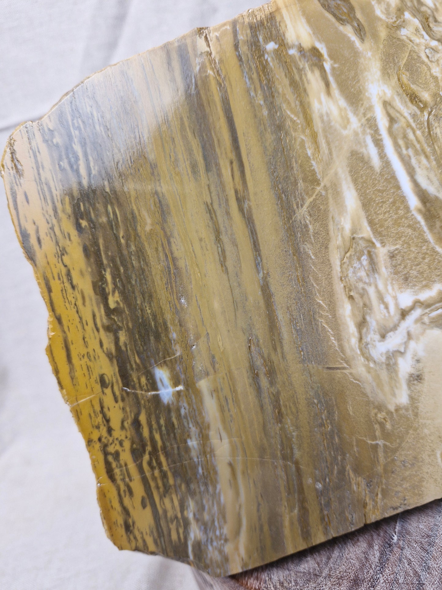 NZ Petrified Wood Statement Piece