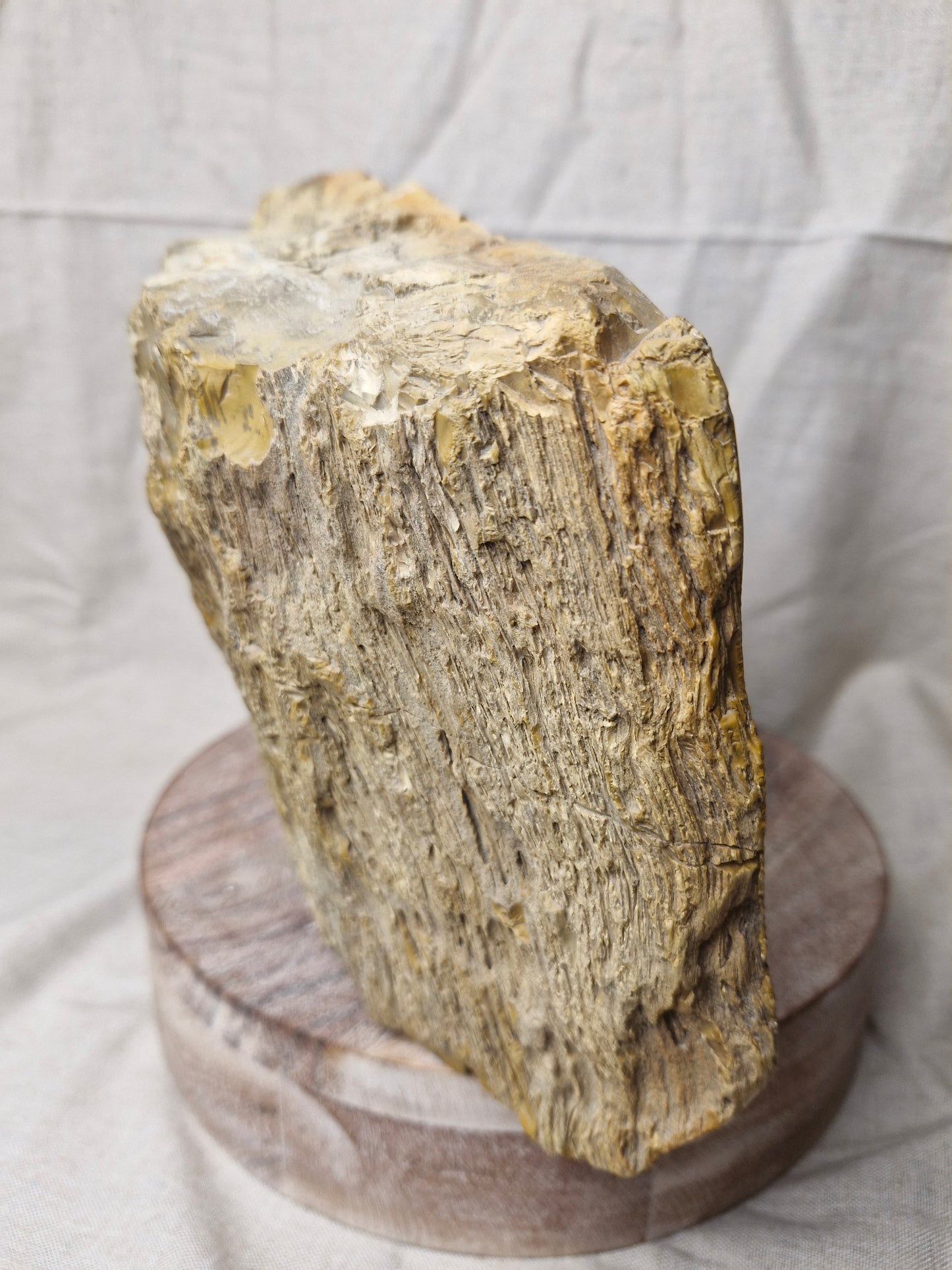 NZ Petrified Wood Statement Piece