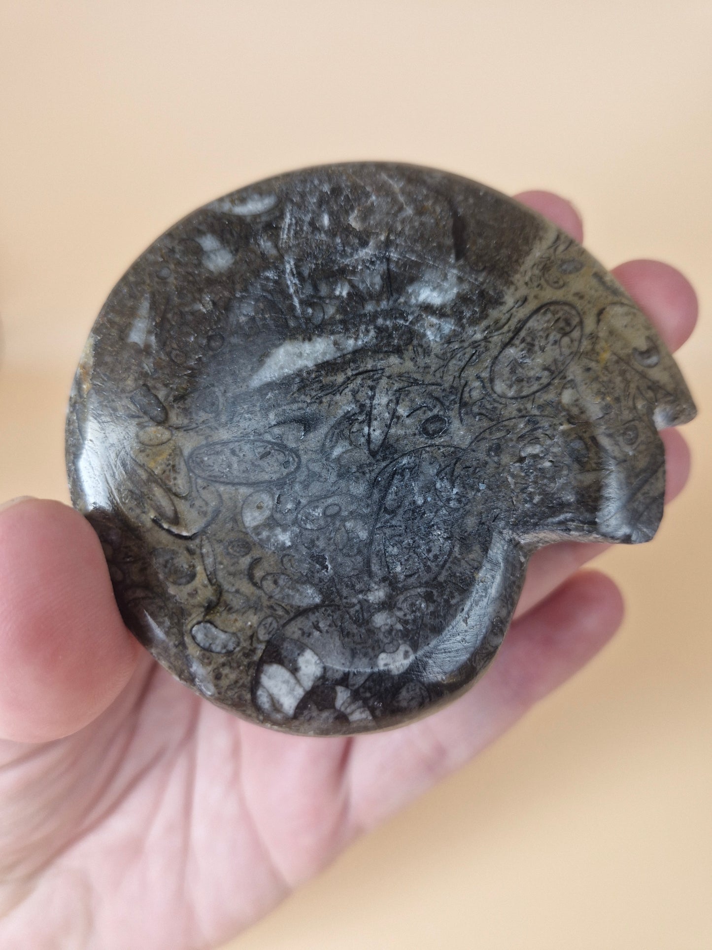 Goniatite (code 3)