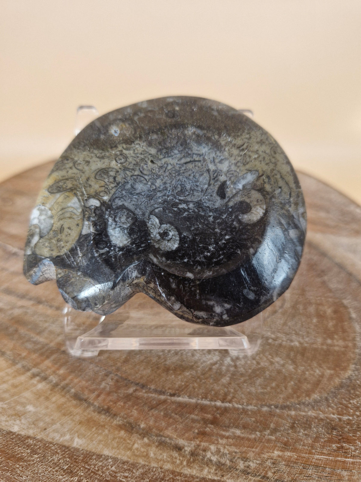 Goniatite (code 3)